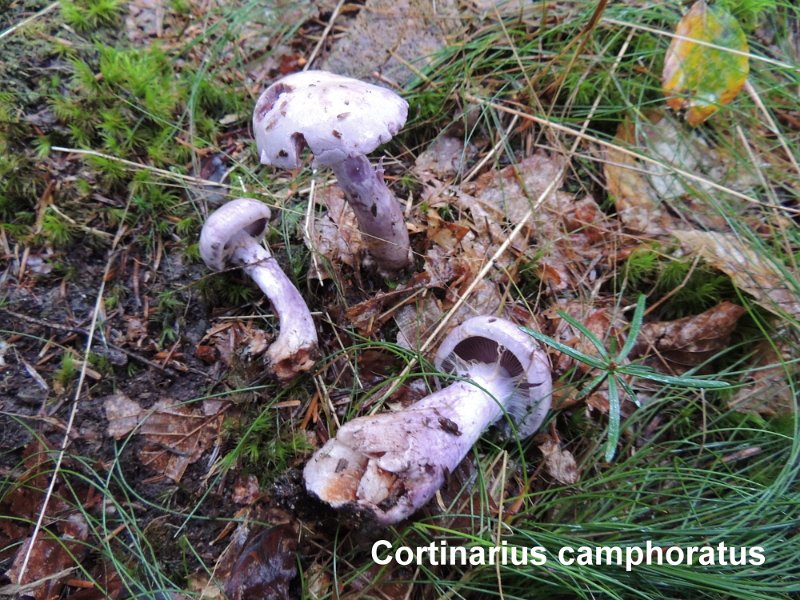 Cortinarius camphoratus-amf597.jpg - Cortinarius camphoratus ; Syn: Inoloma camphoratum ; Nom français: Cortinaire camphré